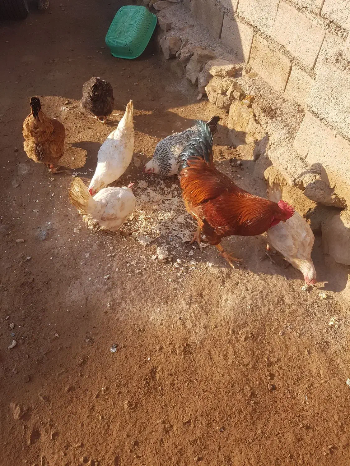 خروس گوشتی و چند عدد مرغ محلی|حیوانات مزرعه|ماکو, |دیوار