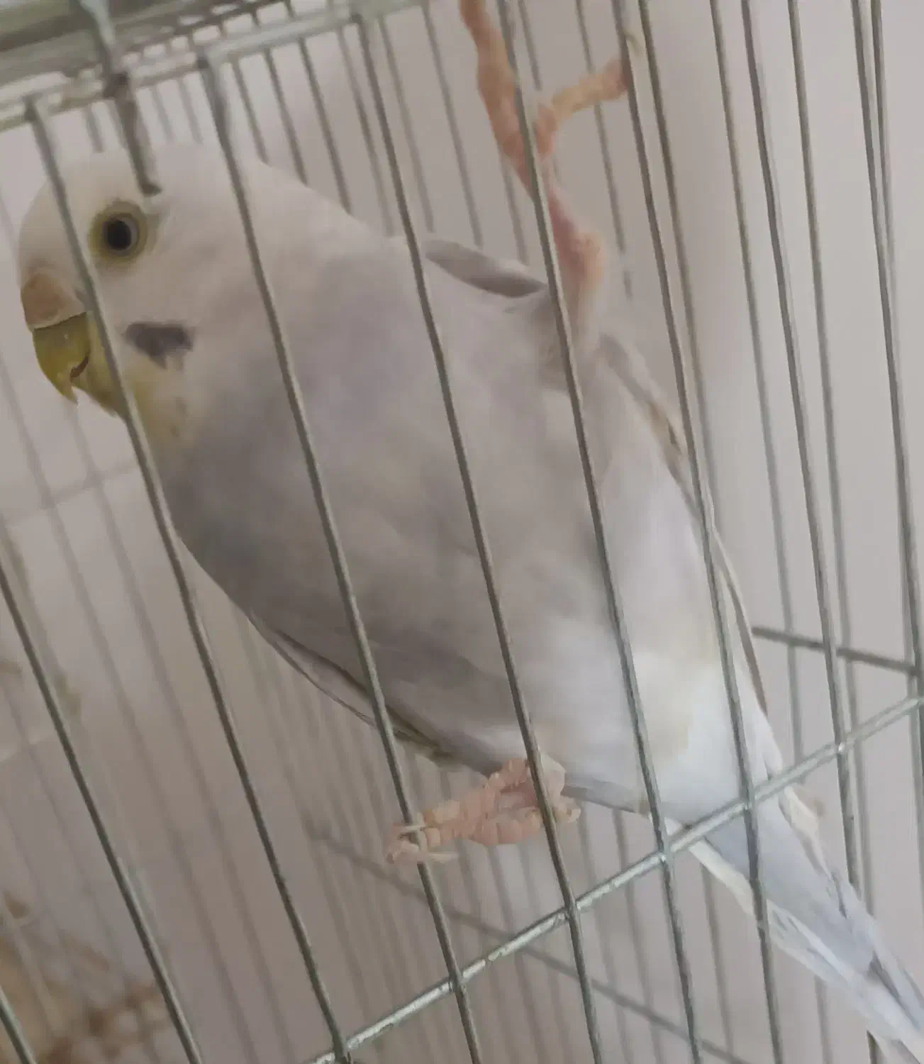 مرغ عشق|پرنده|خان ببین, |دیوار