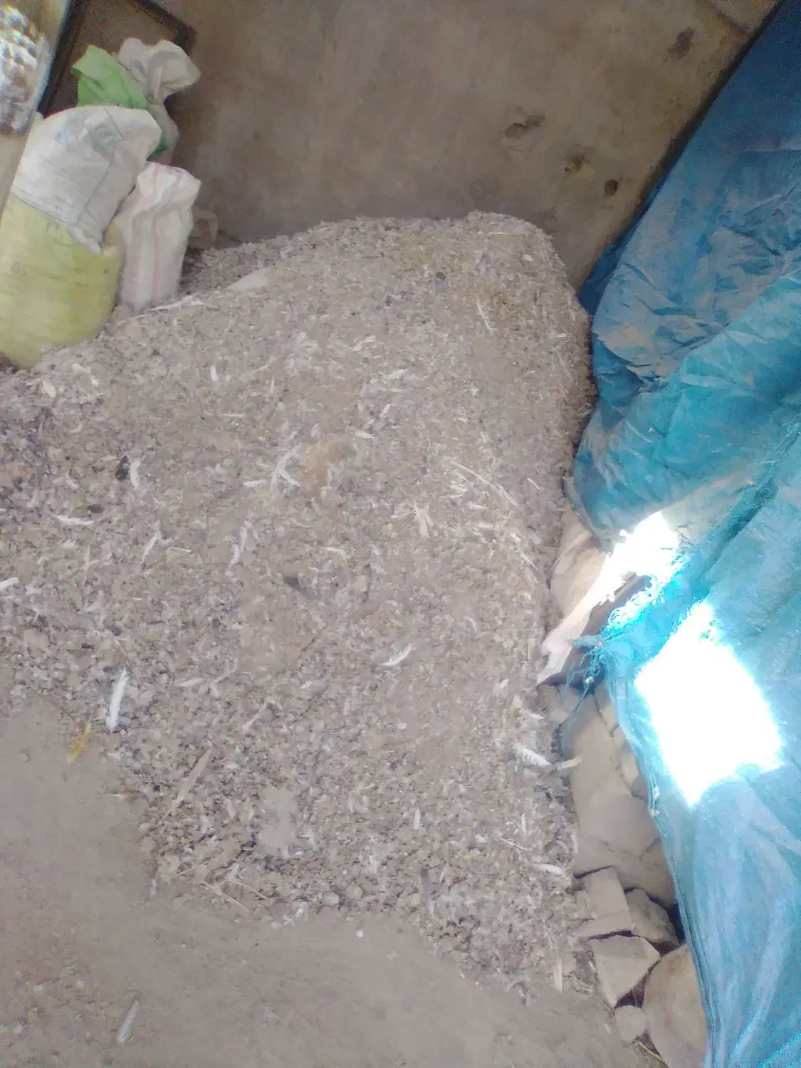 کود کفتر|گل و گیاه طبیعی|میاندوآب, |دیوار