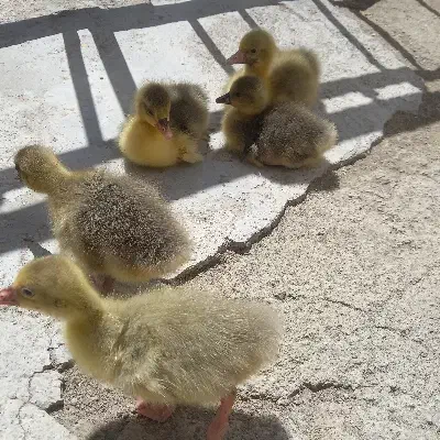 غاز|پرنده|تویسرکان, |دیوار