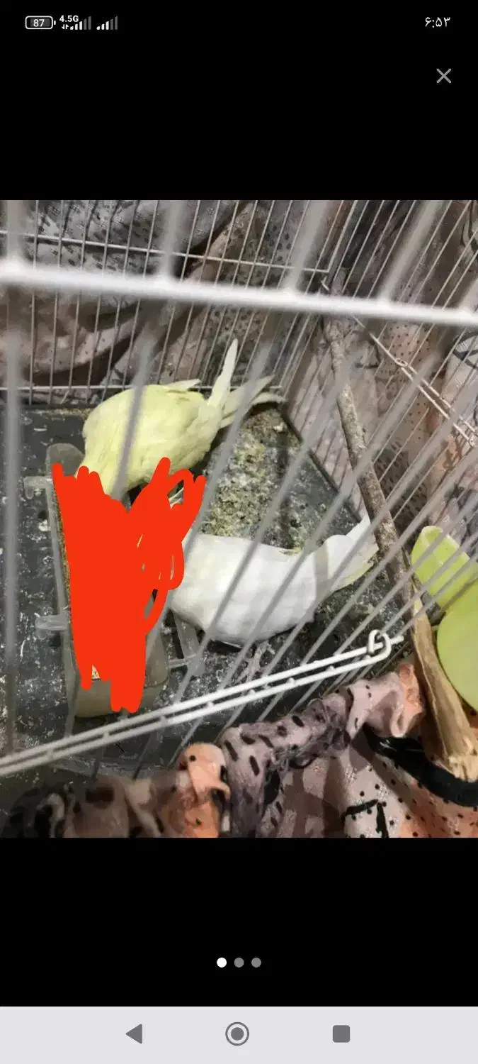 تعداد 4 جفت عروس لوتینو با لوازم زیر قیمت|پرنده|زابل, |دیوار