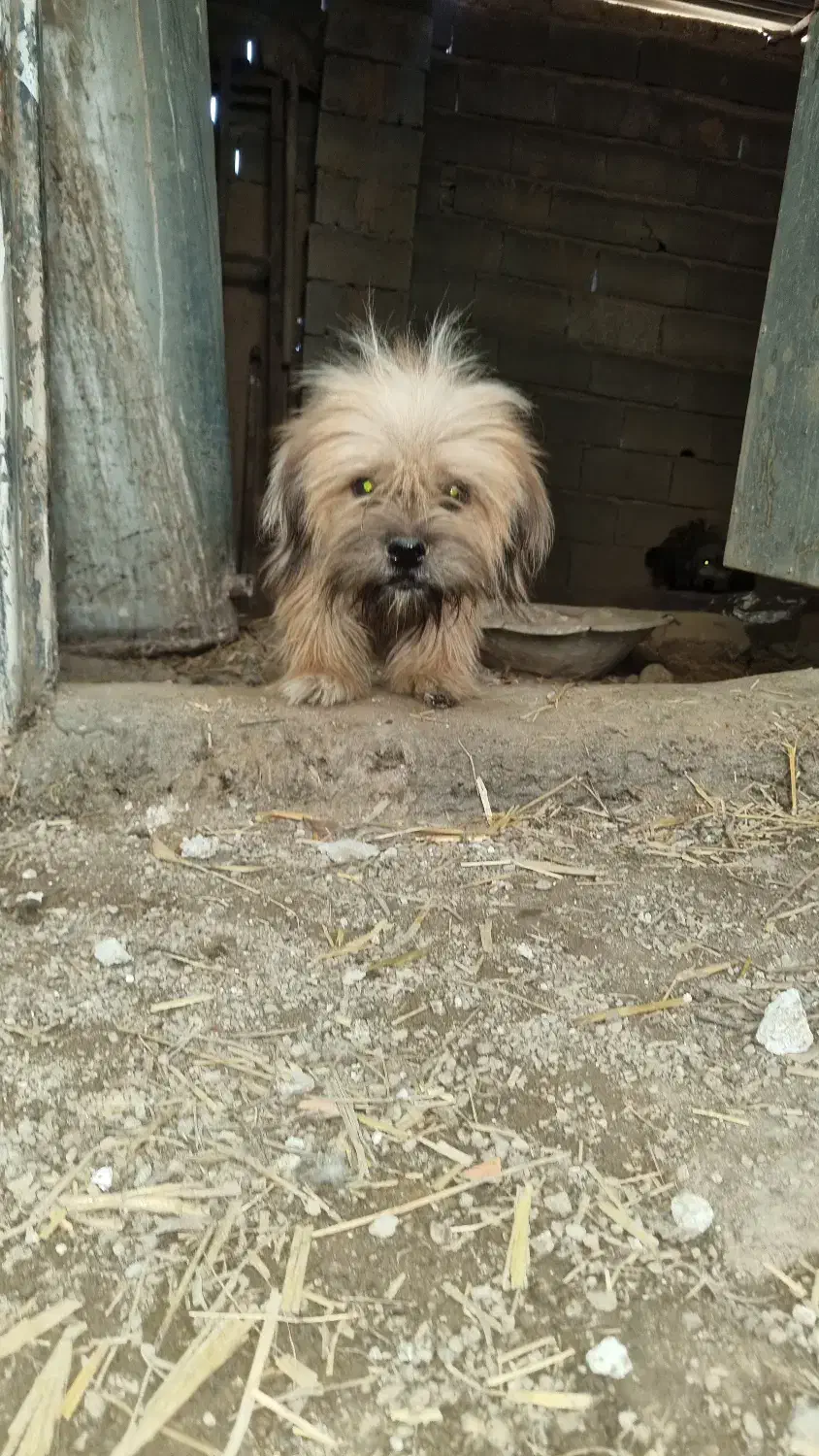 یه جفت سگ‌نرو ماده شیتزو|سگ|گنبد کاووس, |دیوار