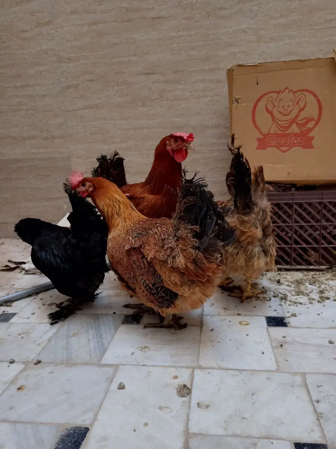 مرغ محلی تخم‌ گذار جوان|حیوانات مزرعه|قم, شهرک امام حسین|دیوار