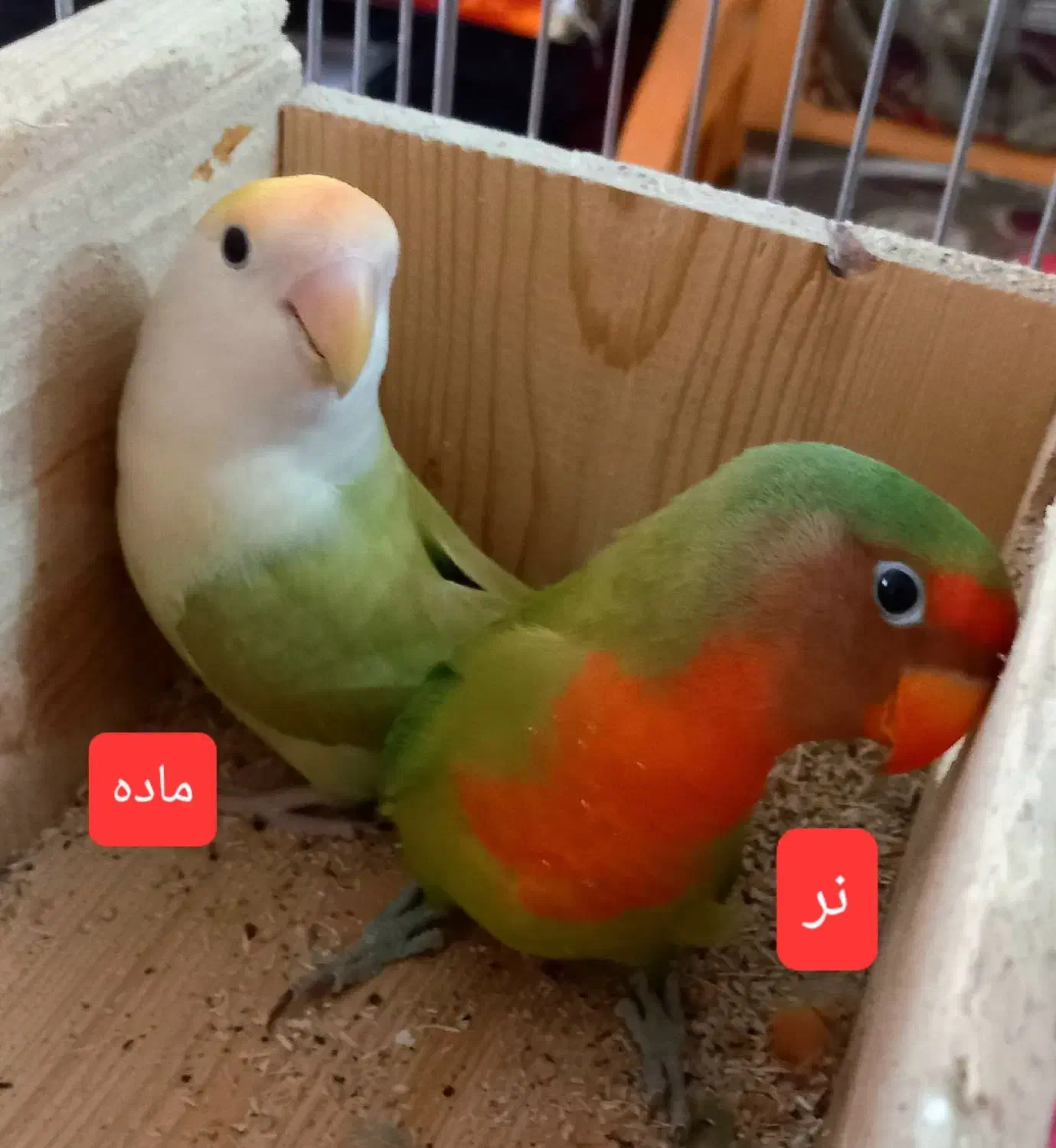 یه جفت طوطی بریزیلی|پرنده|تنکابن, |دیوار