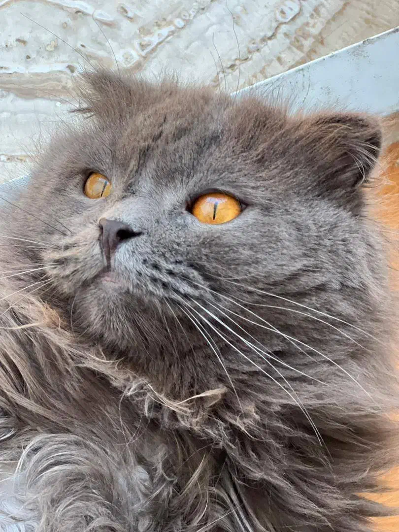 گربه اسکاتیش نر|گربه|اردبیل, |دیوار