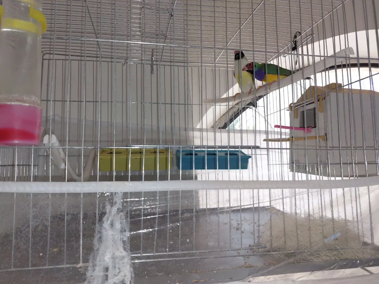 فنچ گلدین|پرنده|نقده, |دیوار