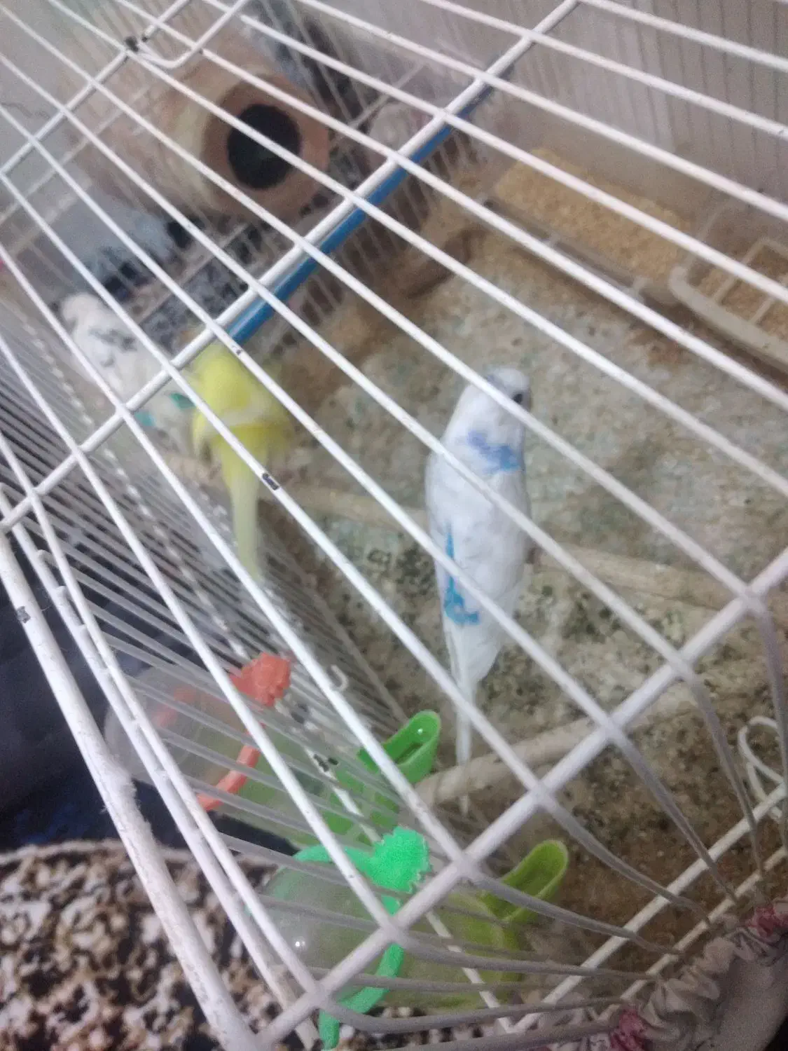 مرغ عشق|پرنده|گرگان, |دیوار