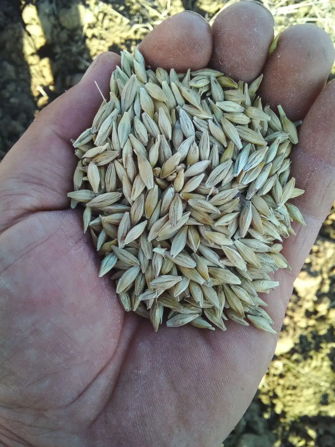 جو بذری وحیوانی|لوازم جانبی حیوانات|موران, |دیوار