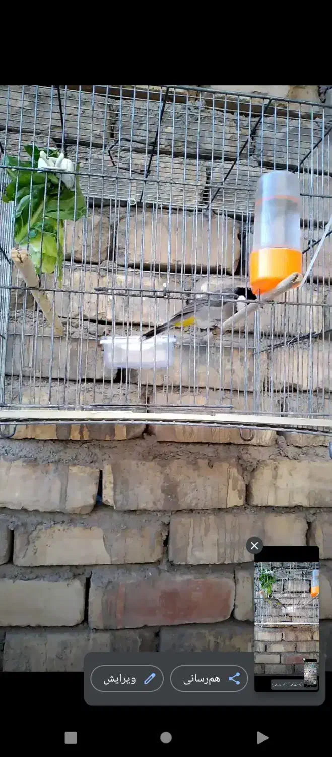 سهره نر بخون.فنچ شکلاتی|پرنده|قم, شهرک فاطمیه|دیوار