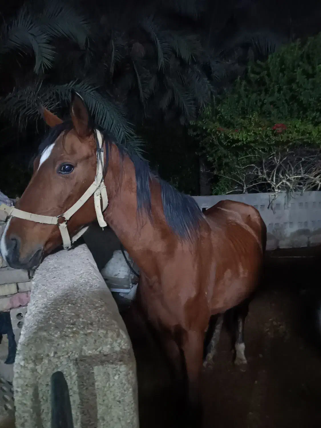 فروش اسب|اسب و تجهیزات اسب‌سواری|شوشتر, |دیوار