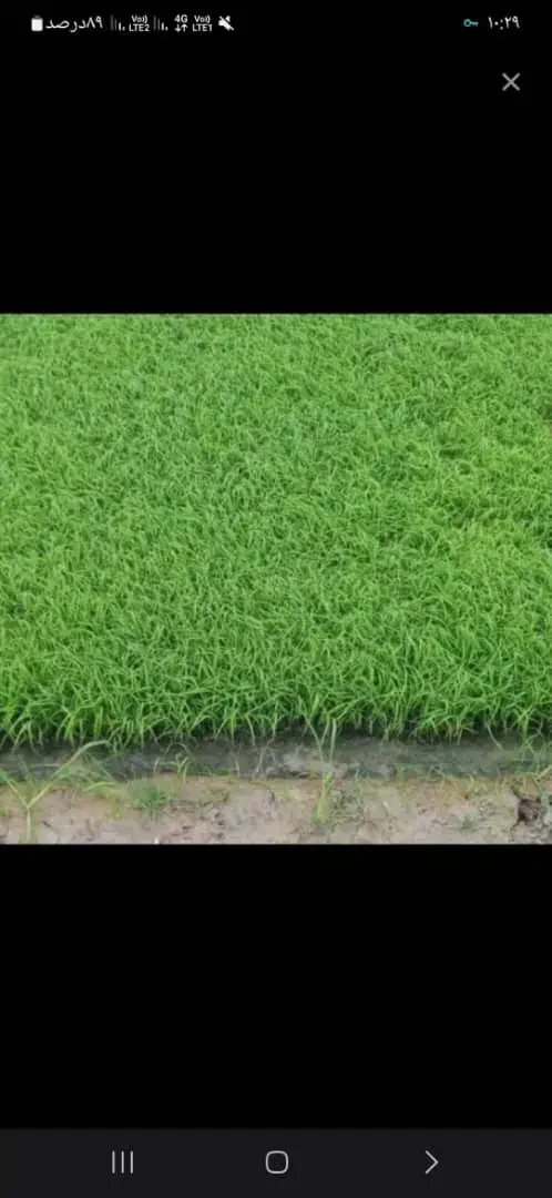 فروش بیجار (مزرعه برنج)درکوشالشاه|فروش دفتر صنعتی، کشاورزی، تجاری|لنگرود, |دیوار