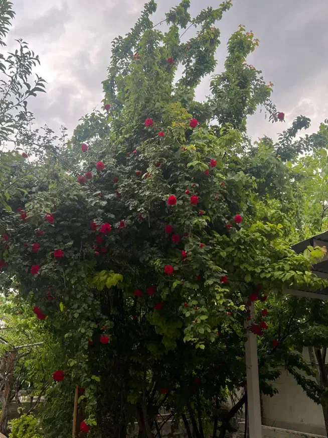 منشی خانم|استخدام اداری و مدیریت|تهران, تهرانسر شرقی|دیوار