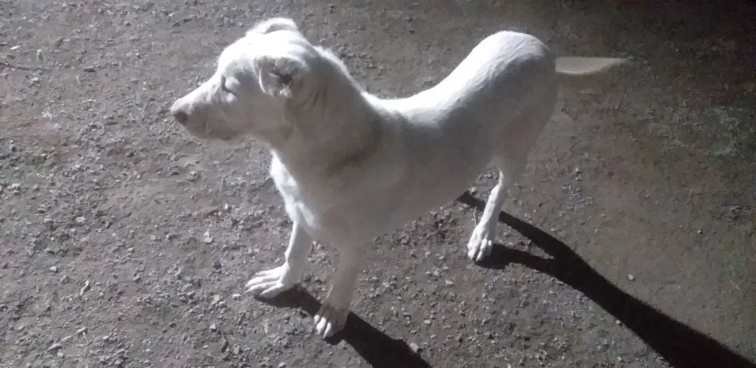 فروشی|سگ|تربت جام, جامرود|دیوار