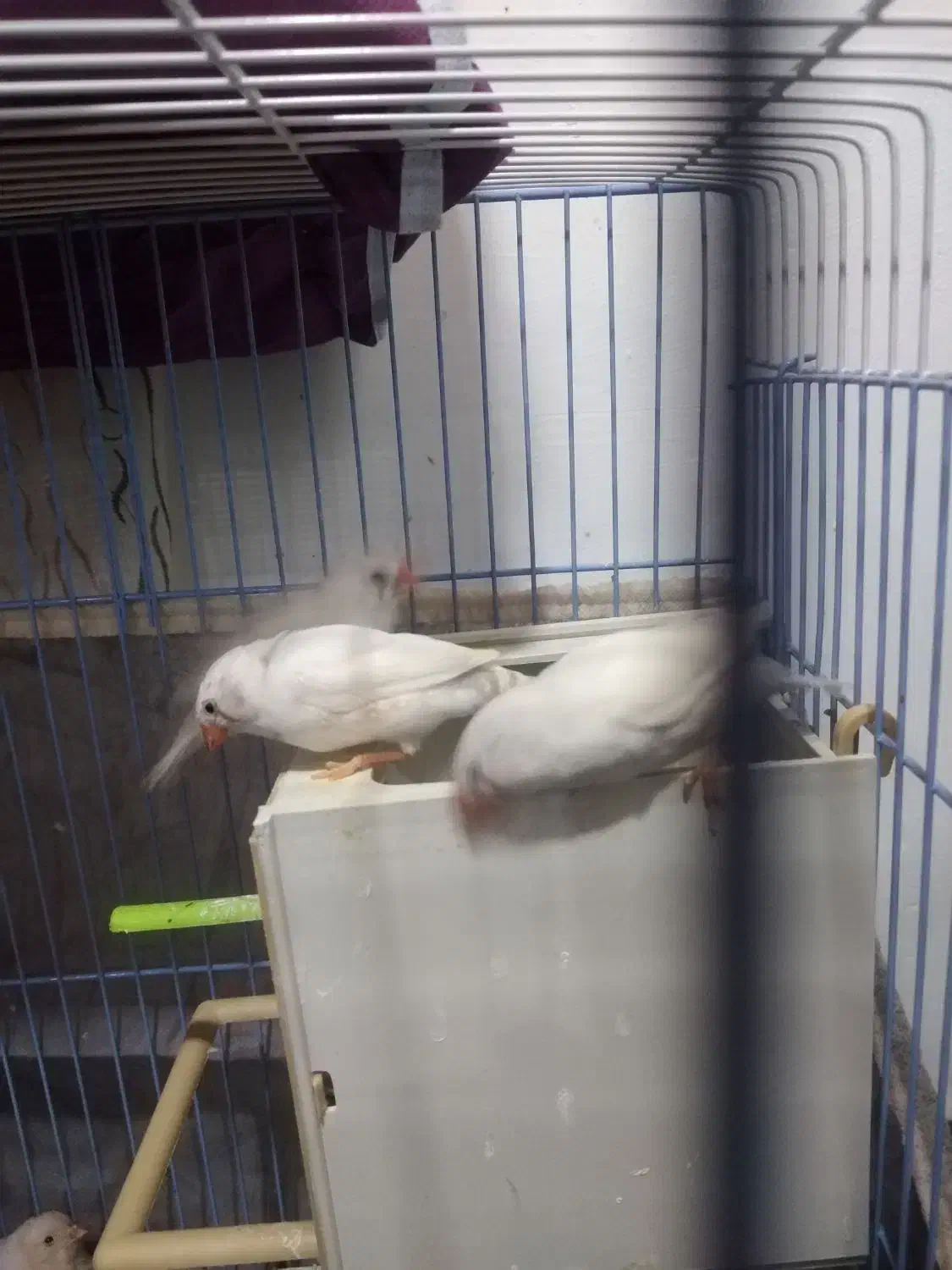 فنچ زبرا|پرنده|خرمشهر, |دیوار