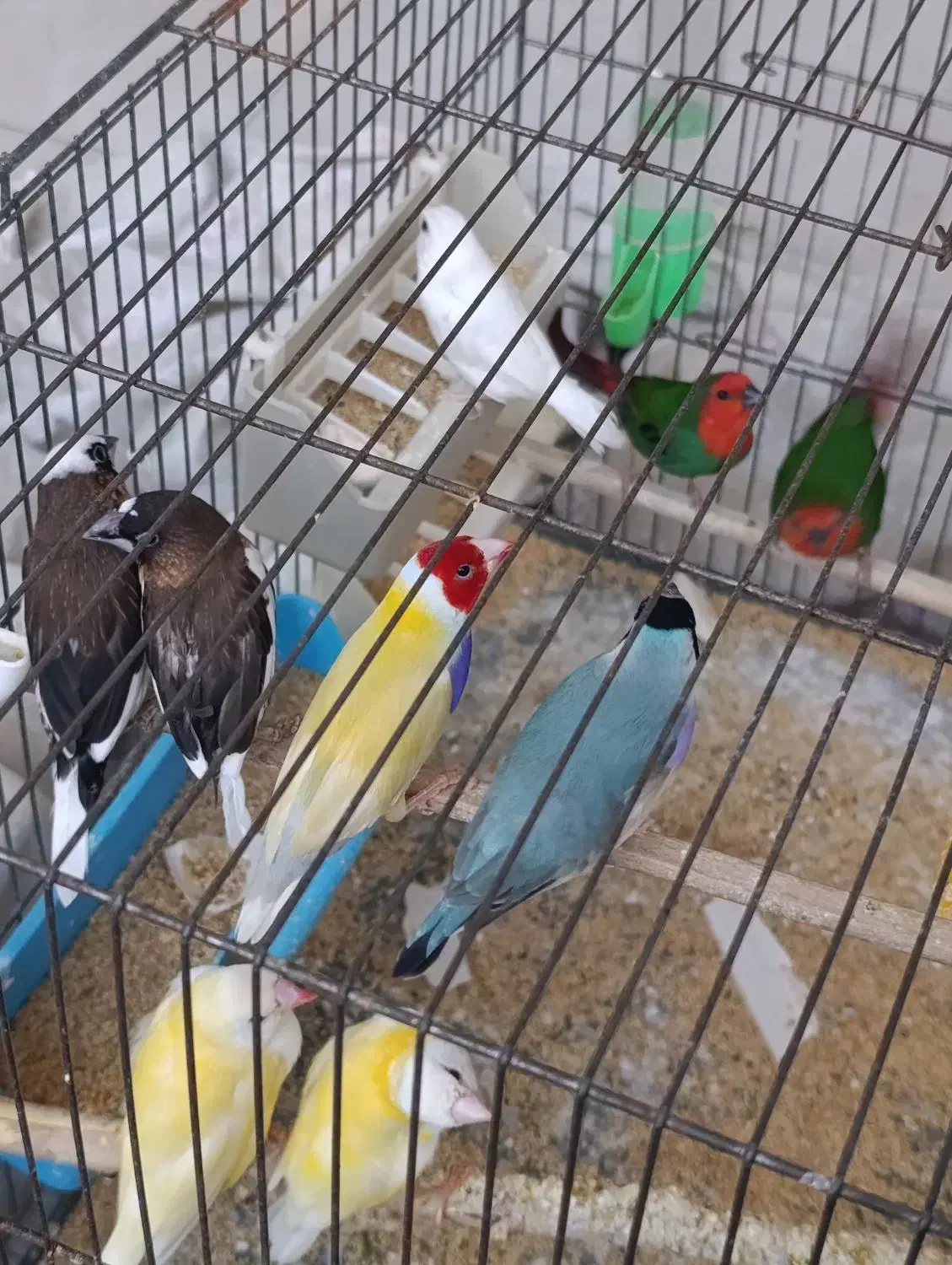 چهار جفت گلدین اماده|پرنده|قم, سید معصوم|دیوار