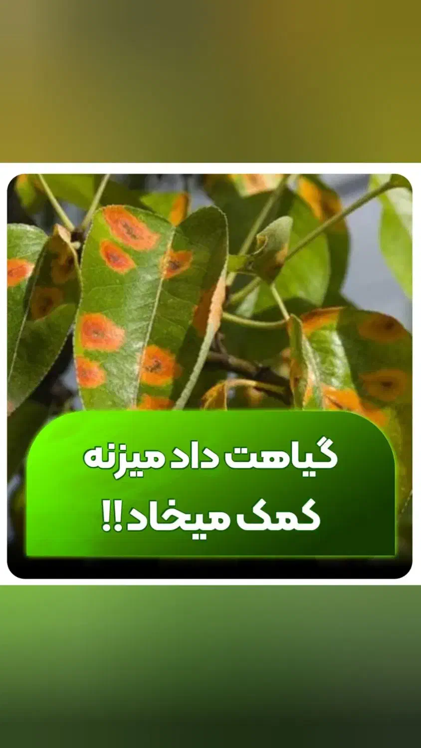 قرص کود ارگانیک بدون مواد شیمیایی/ احیای گلدون هات|گل و گیاه طبیعی|مشهد, سجاد شهر|دیوار