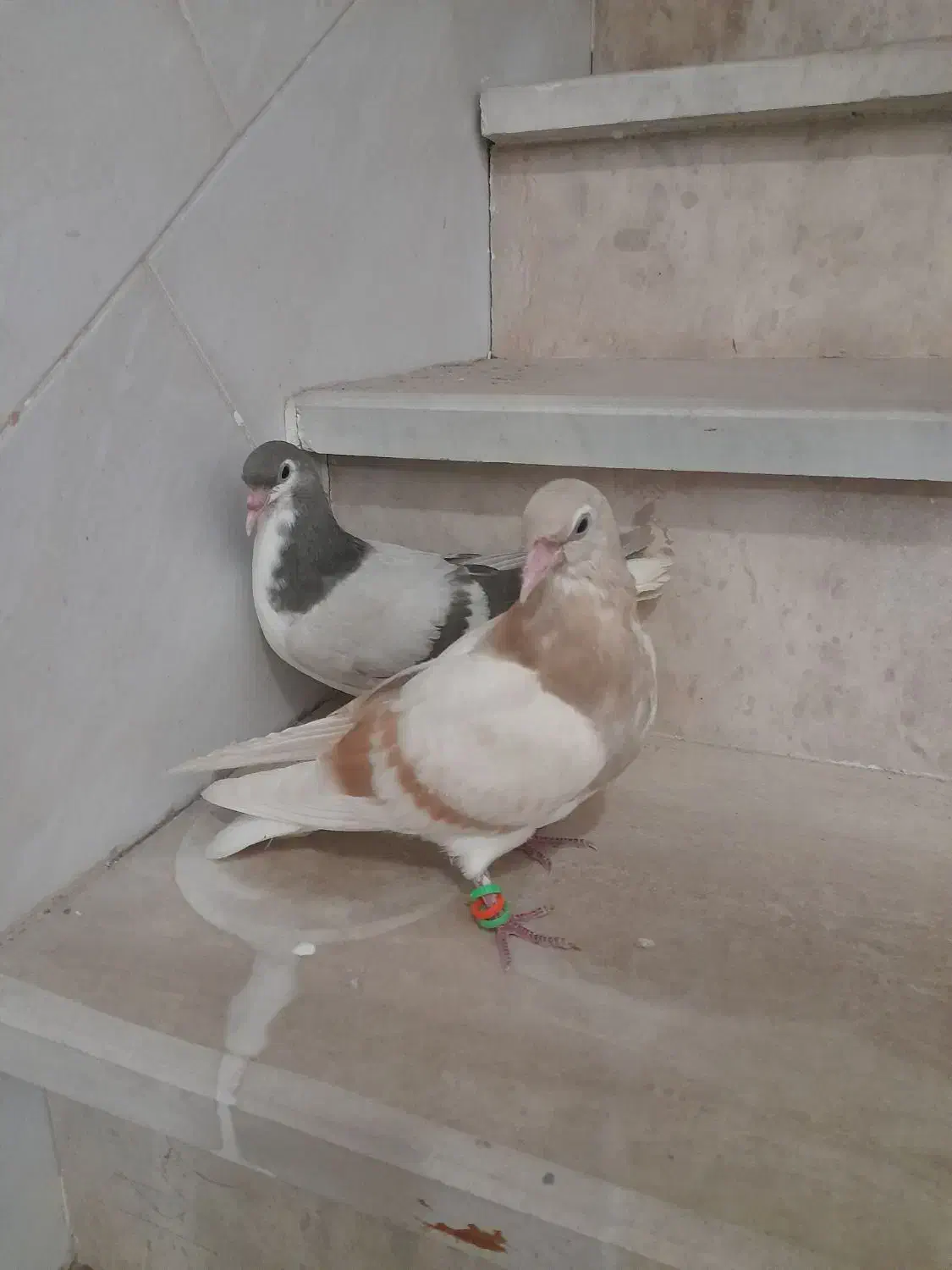 کبوتر|پرنده|اسفراین, |دیوار