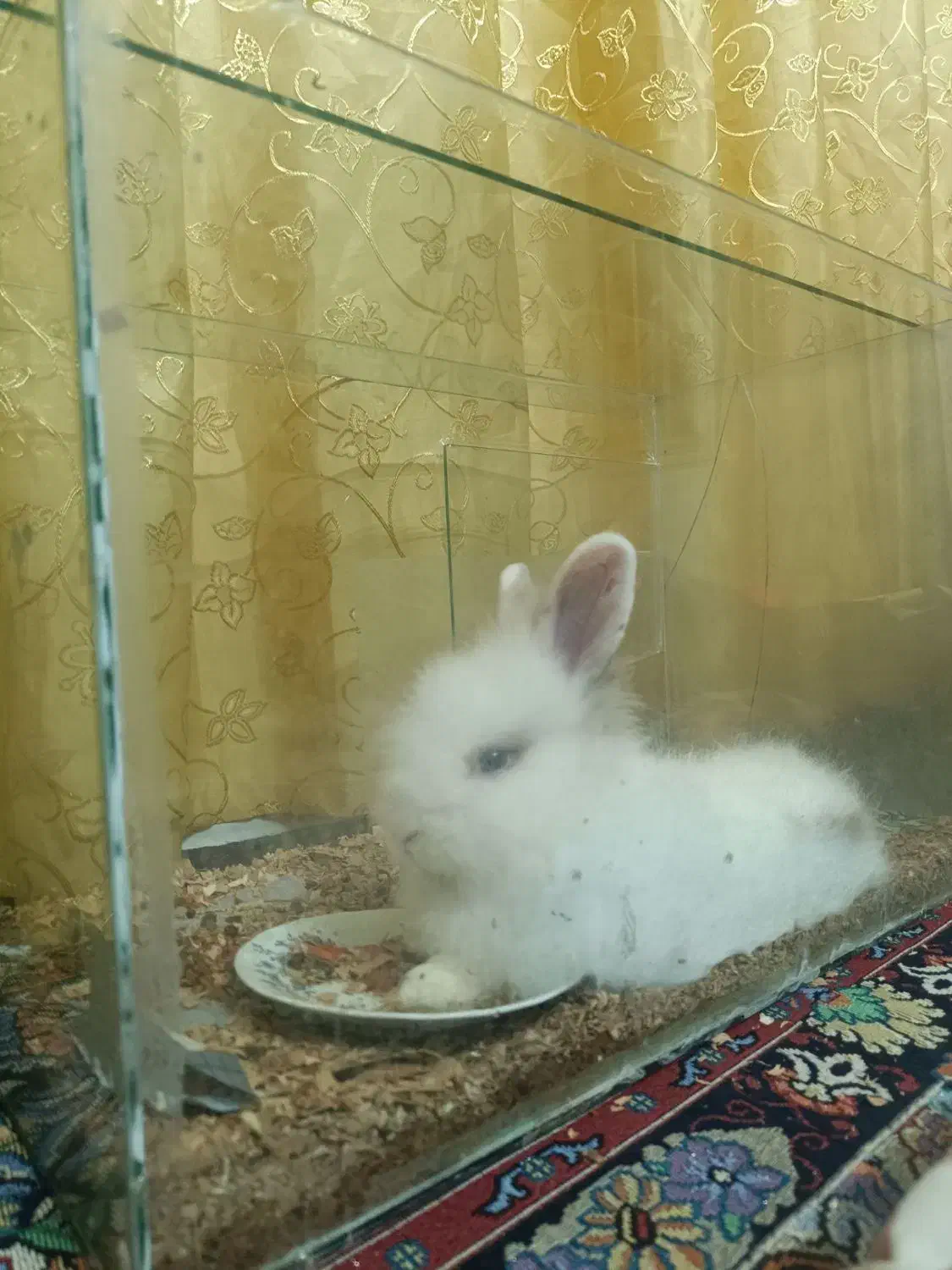 خرگوش لپ|موش و خرگوش|قرق, |دیوار