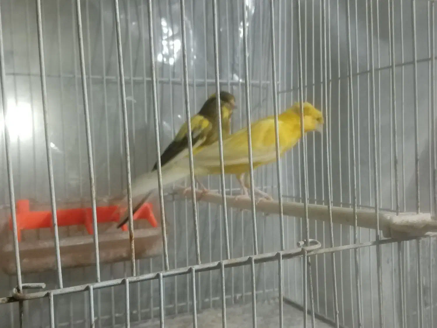 یک جفت قناری درشت کشیده، سوپری|پرنده|مشهد, قائم|دیوار