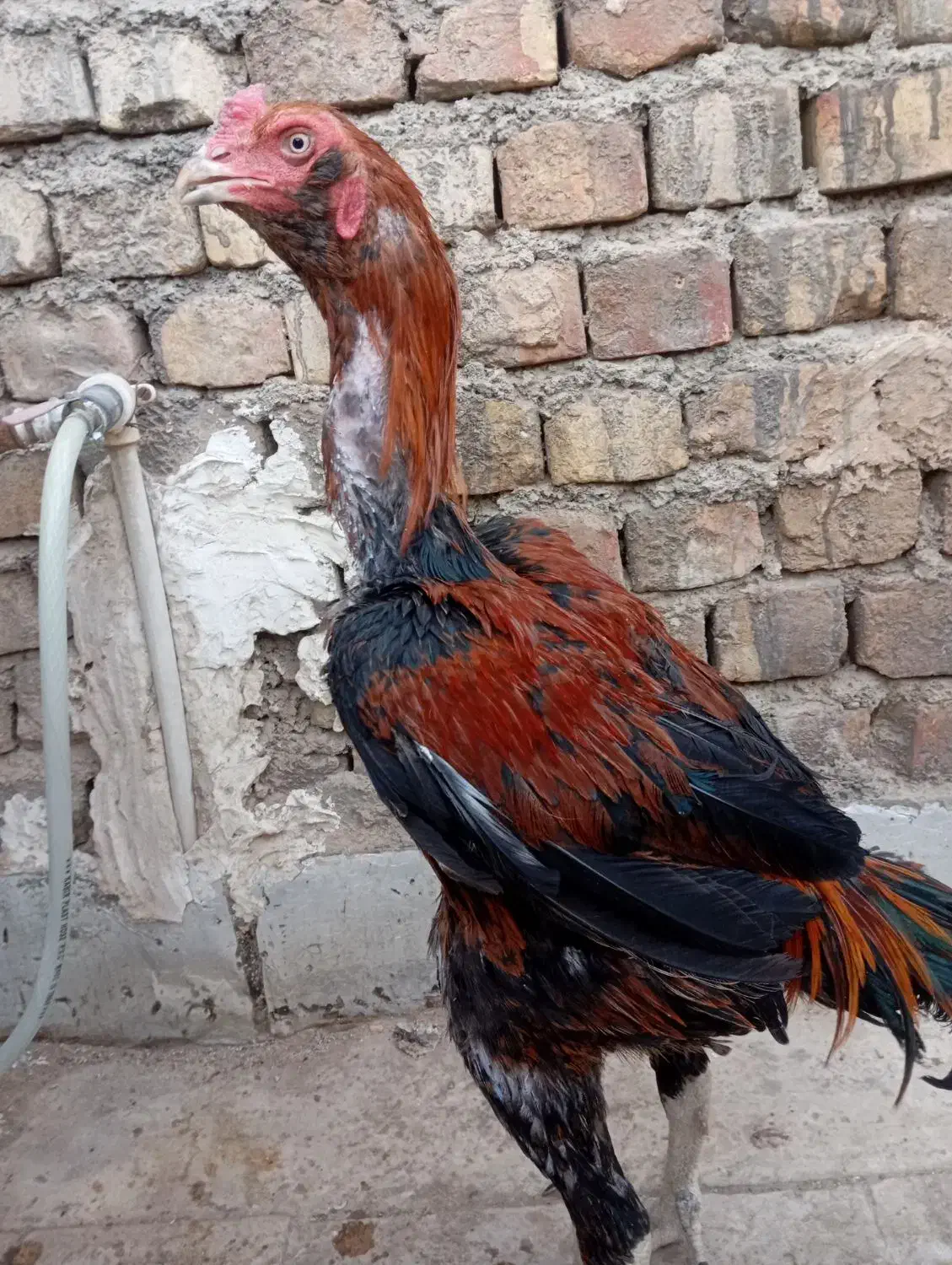 مرغ و خروس لاری|حیوانات مزرعه|قم, جمکران|دیوار
