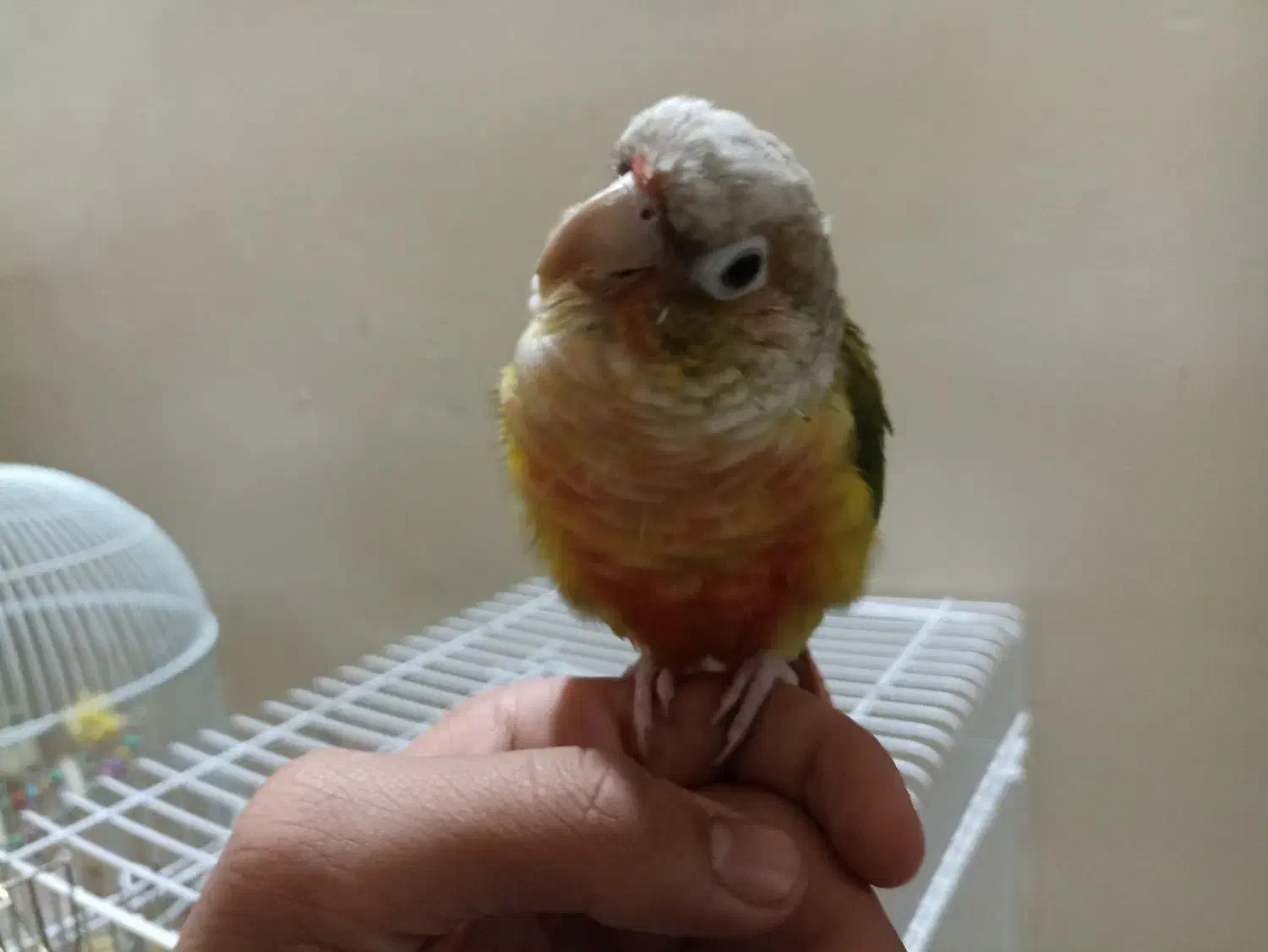 گرینچیک|پرنده|تربت‌حیدریه, منظر|دیوار