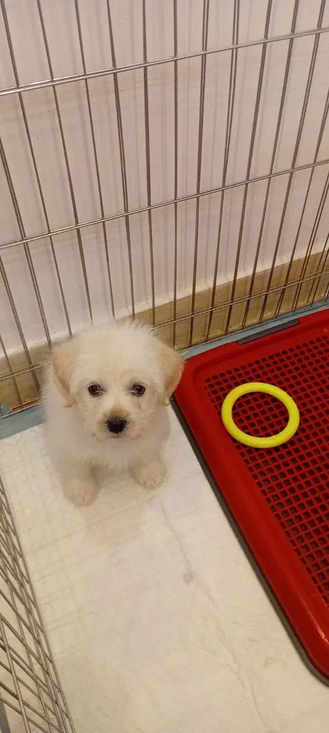 سگ خانگی|سگ|پرند, فاز ۵|دیوار