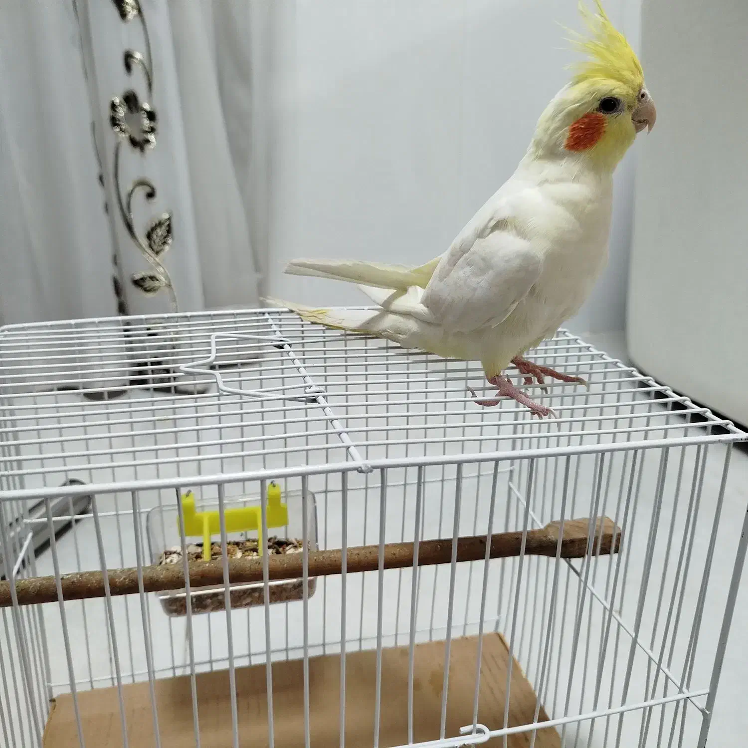 عروس هلندی لوتینوکاملا دستی|پرنده|لار, |دیوار