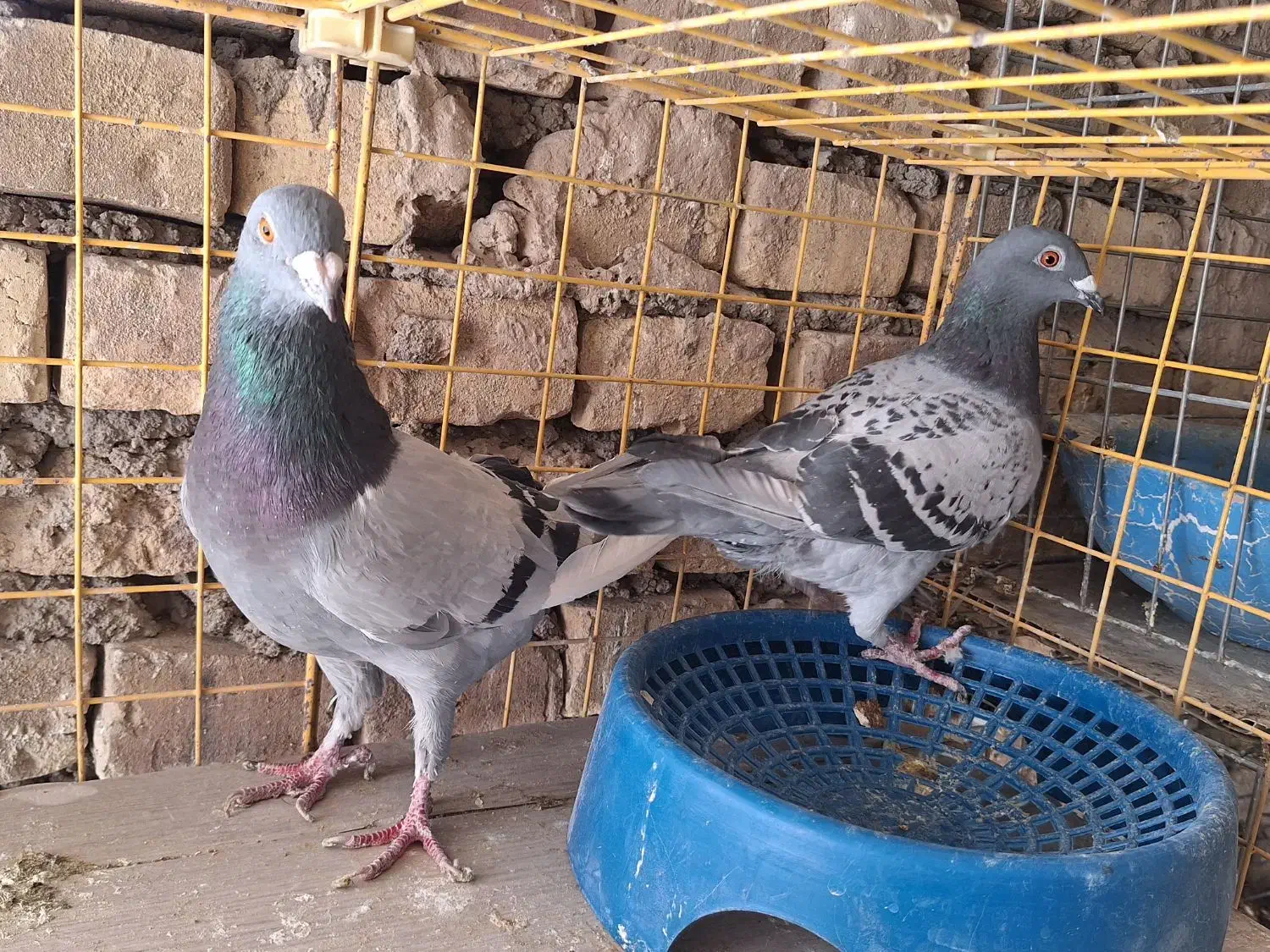 جفت پلاکی دم تخم|پرنده|بافق, |دیوار