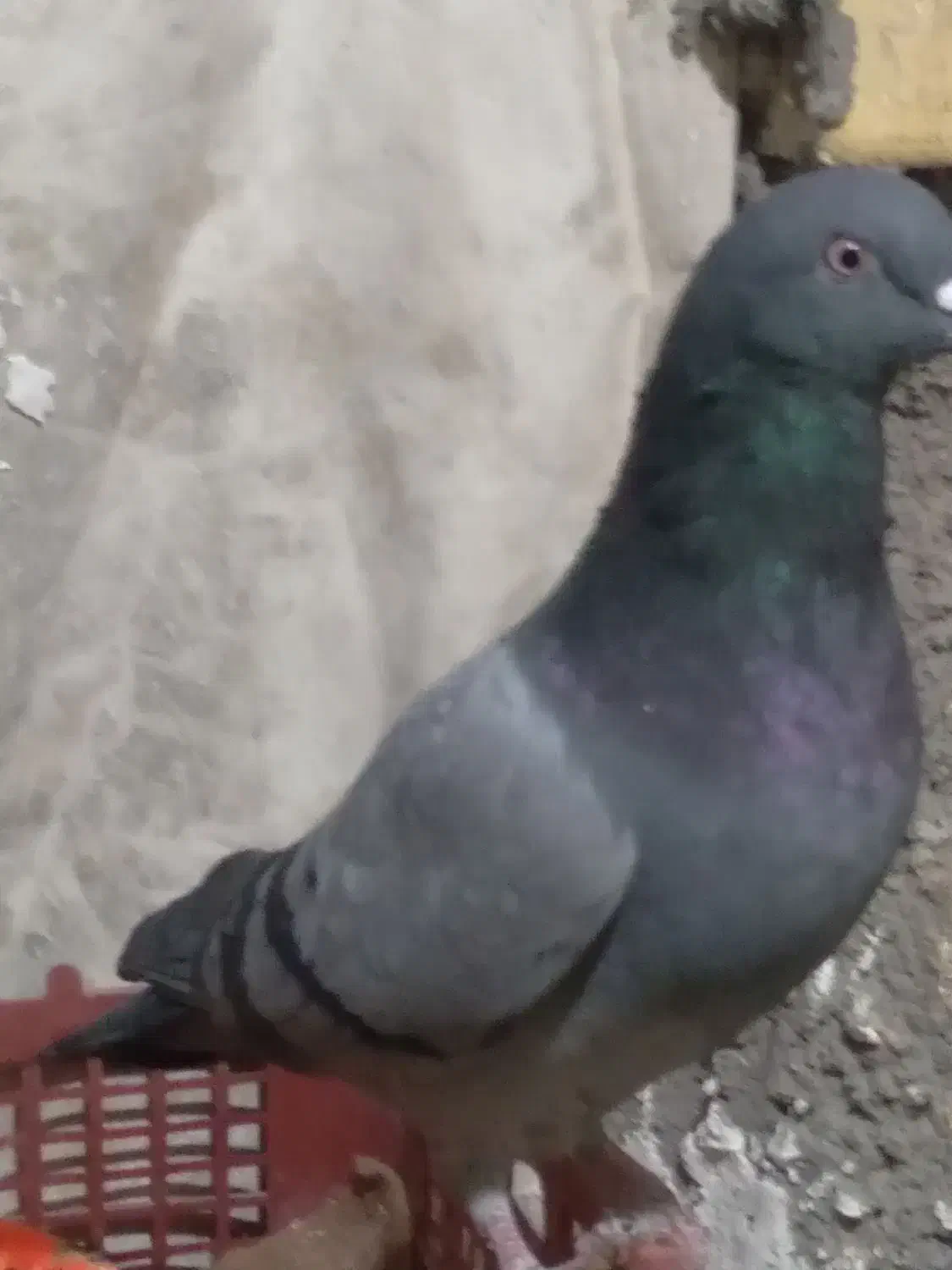 سبز پاکستان|پرنده|امیدیه, |دیوار