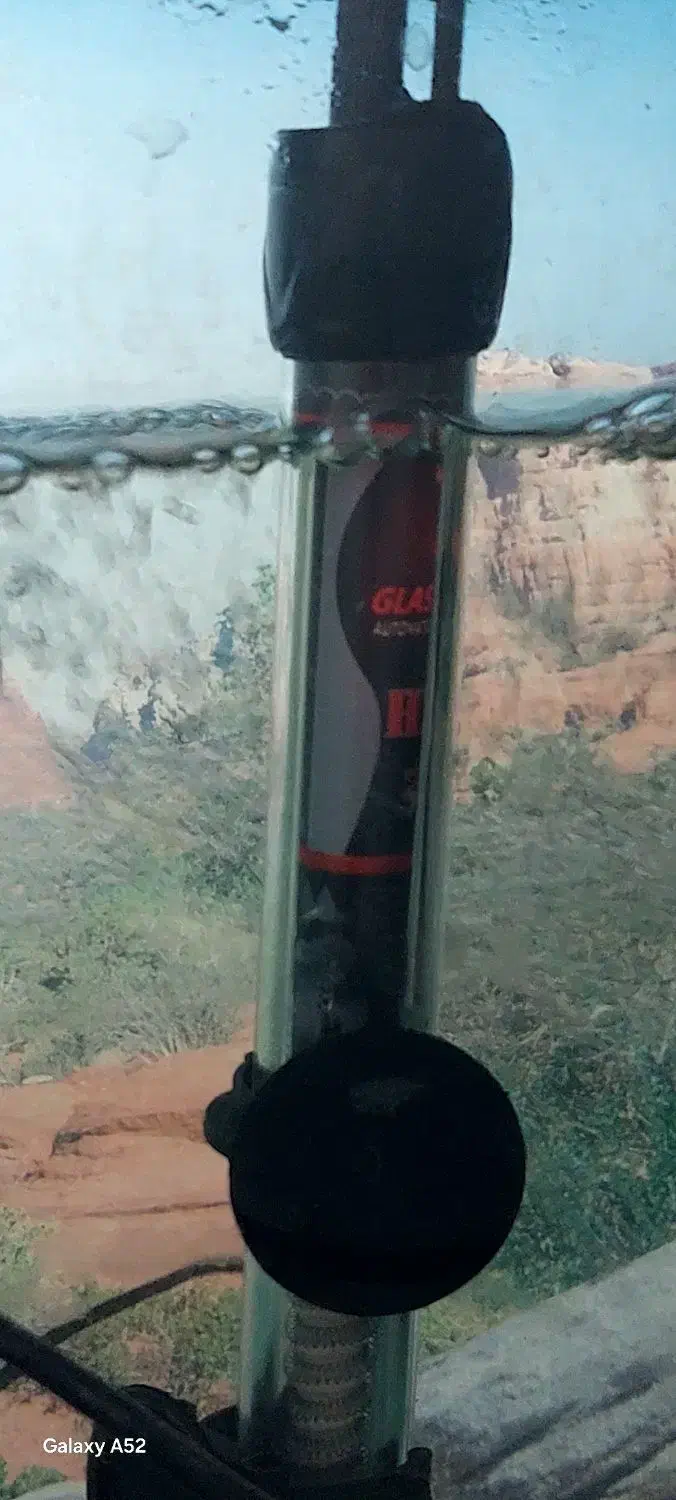 آکواریم و وسایل همراه با ماهی|ماهی|یزد, |دیوار