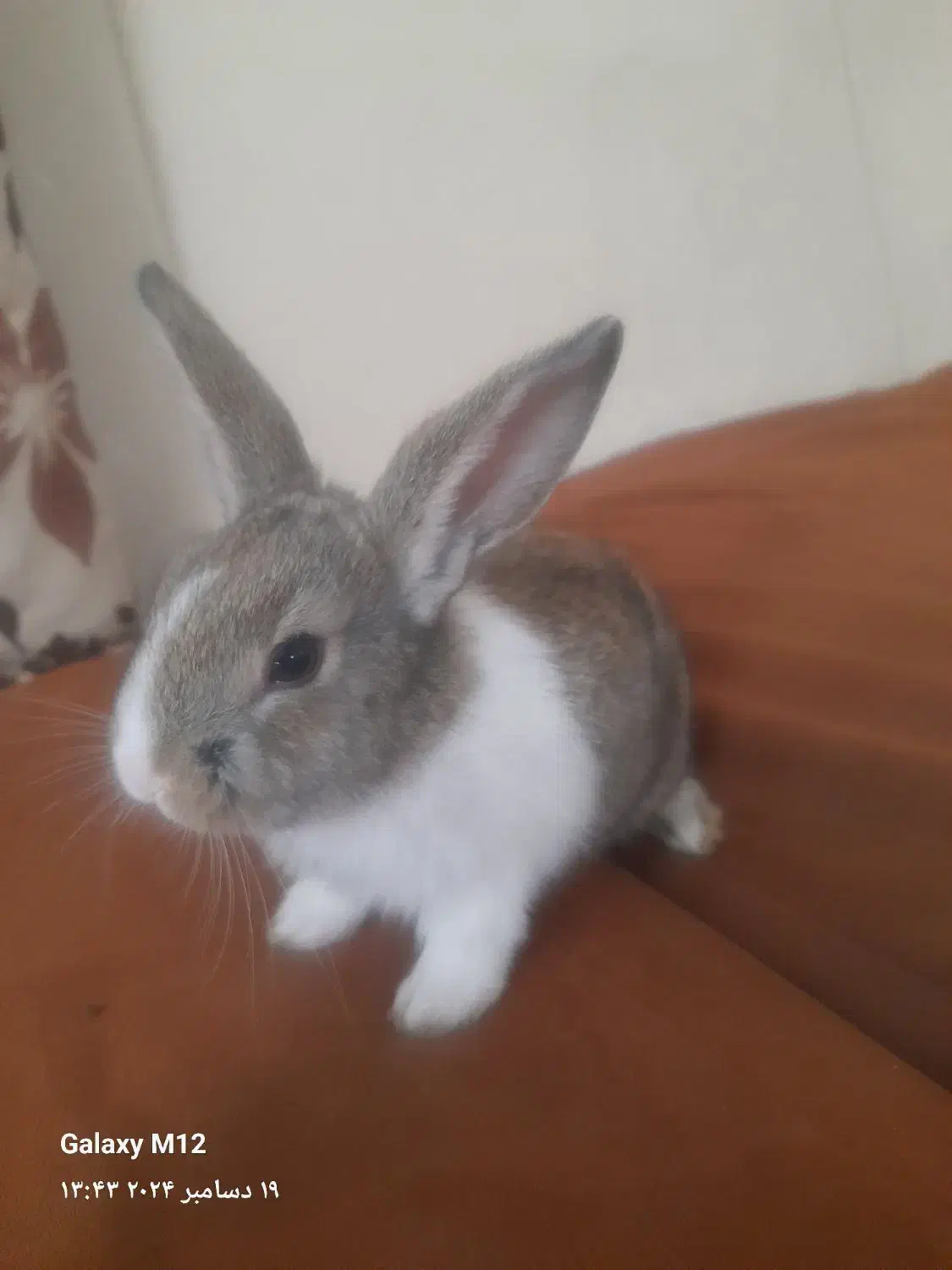 خرگوش گمشده|حیوانات|بیرجند, |دیوار