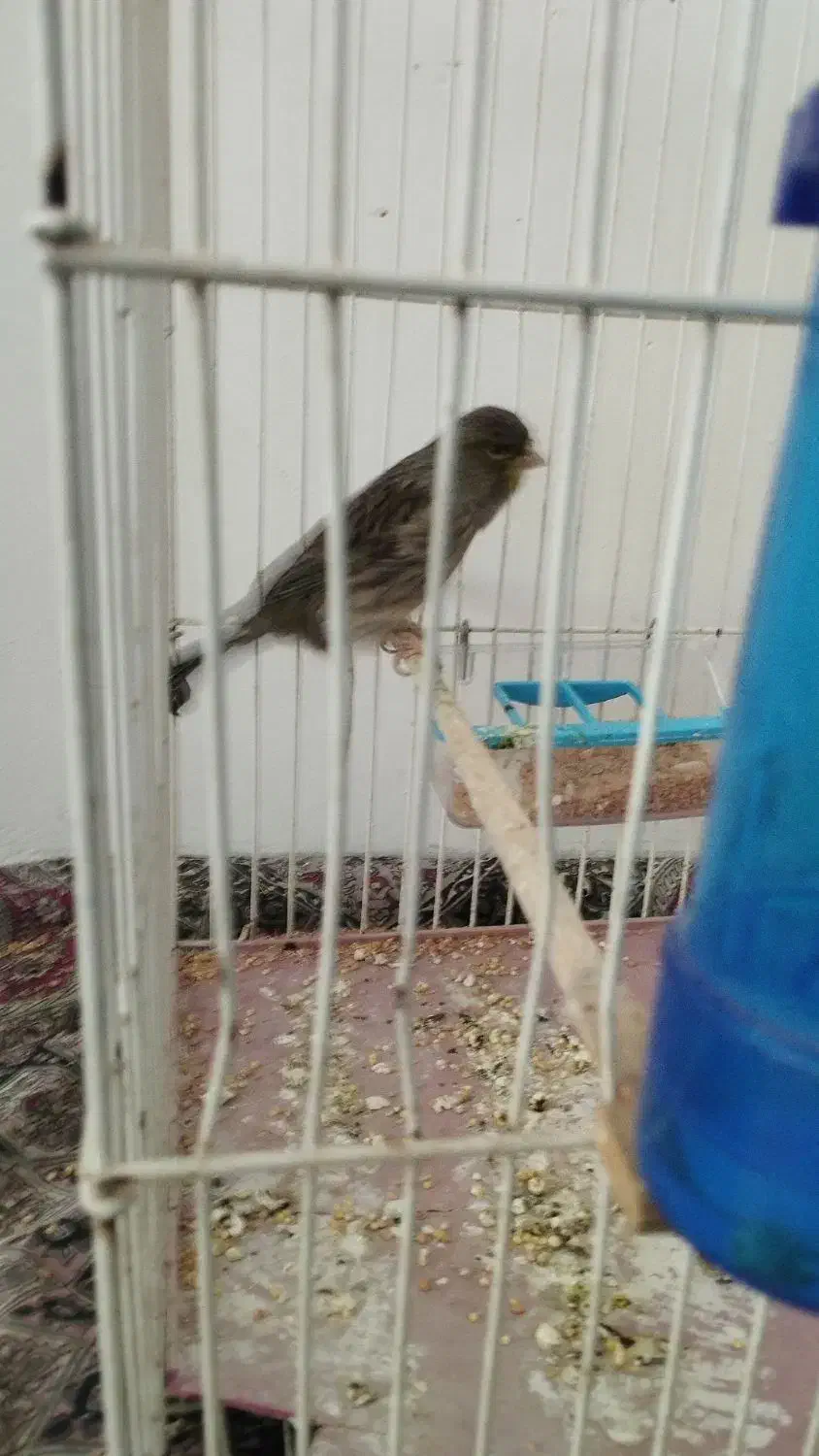 قناری|پرنده|شاهرود, |دیوار