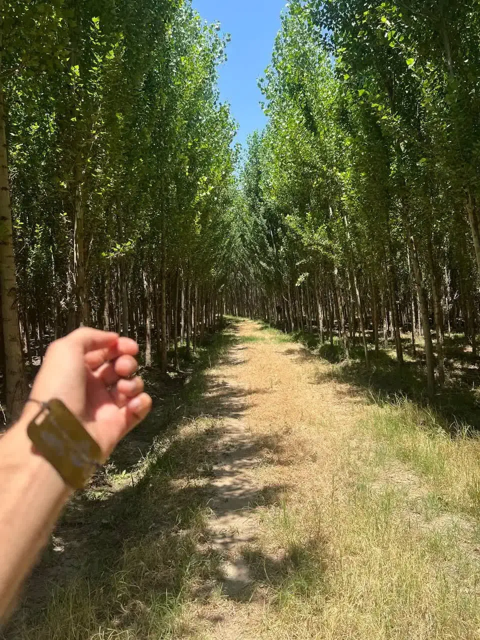 تولید و فروش نهال صنوبر|خدمات باغبانی و درختکاری|سرعین, |دیوار