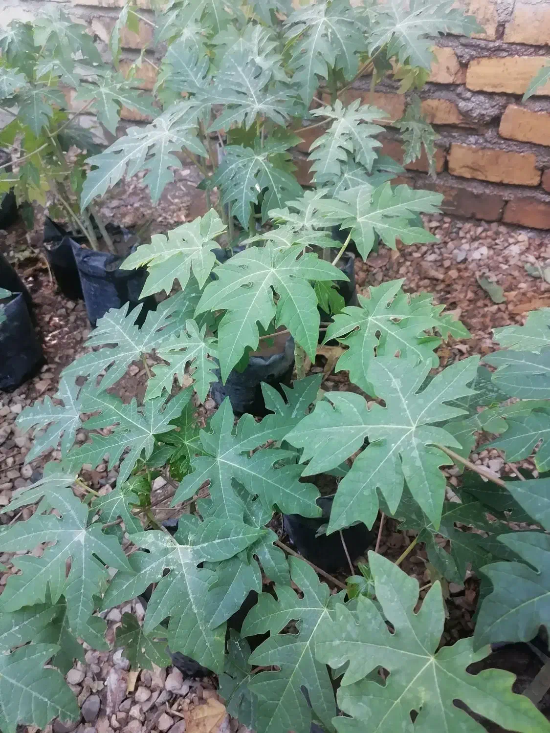 نهال پاپایا|خدمات باغبانی و درختکاری|نورآباد ممسنی, |دیوار