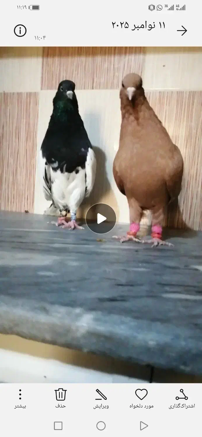 کبوتر دم سفید خوشرنگ وکله ای|پرنده|برازجان, |دیوار