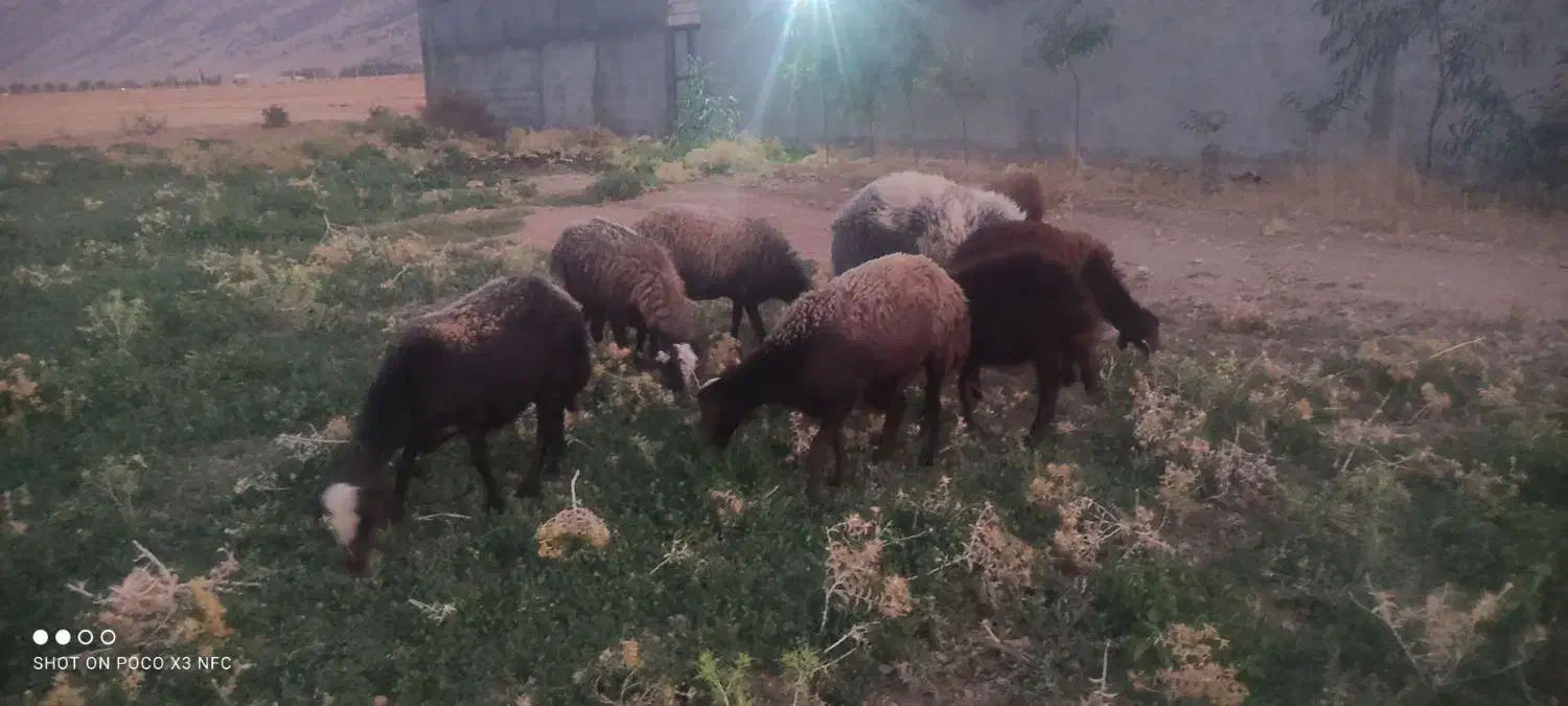 فروختن گوسفند|حیوانات مزرعه|رومشکان, |دیوار