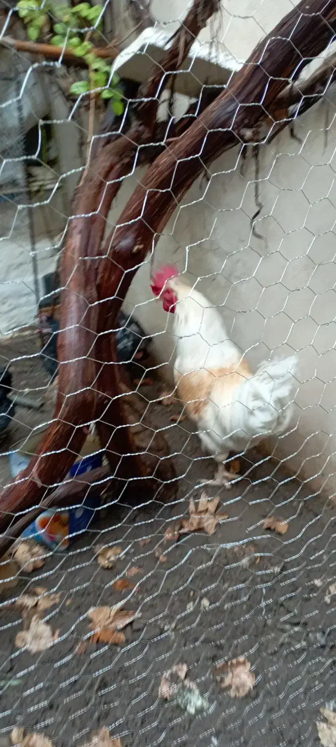 خروس بالغ خانگی|حیوانات مزرعه|مشهد, رده|دیوار