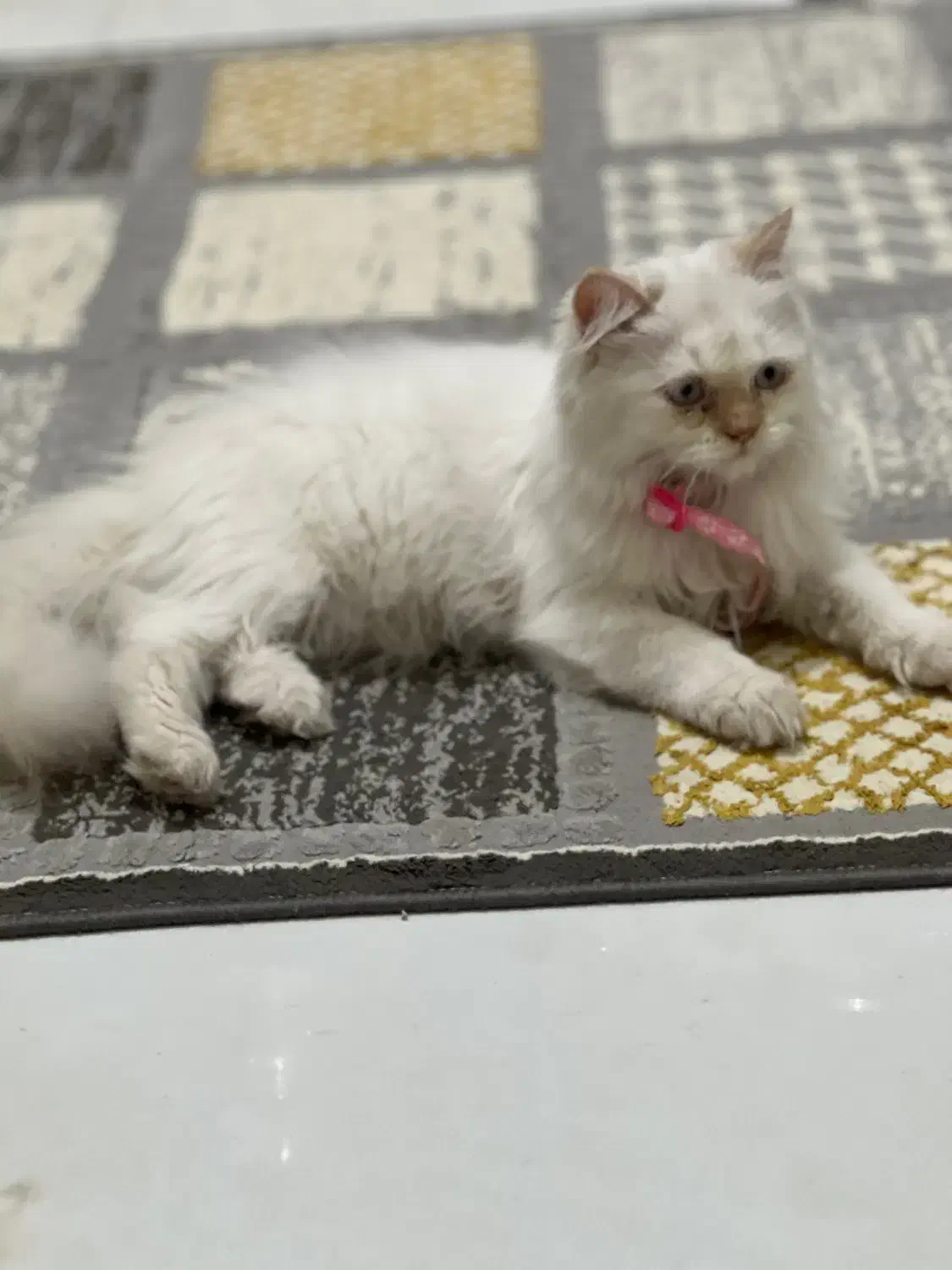 واگذاری گربه  اسکاتیش  پرشین ۴ماهه|گربه|مشهد, الهیه|دیوار