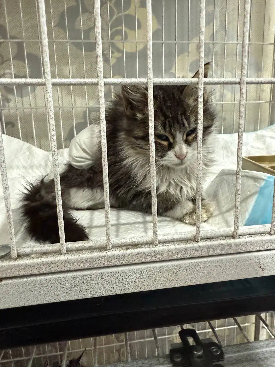 سرپرستی گربه|گربه|پردیس, فاز ۴|دیوار