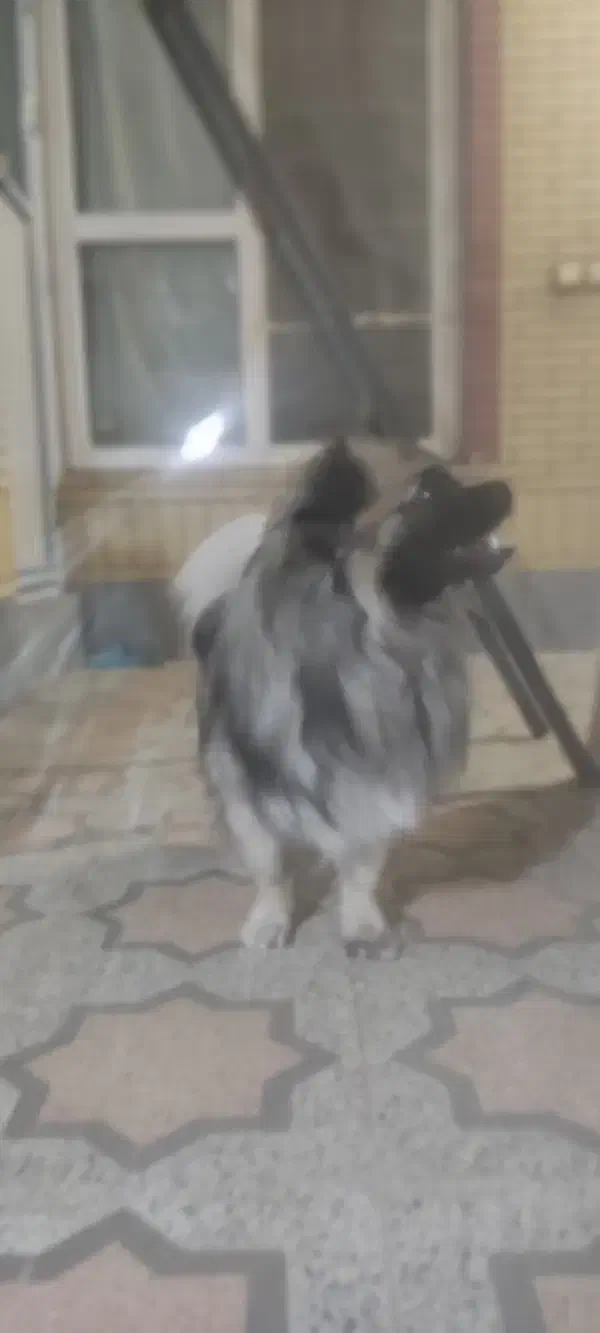 گمشده سگ|سگ|مرودشت, ابوذر شمالی‎|دیوار