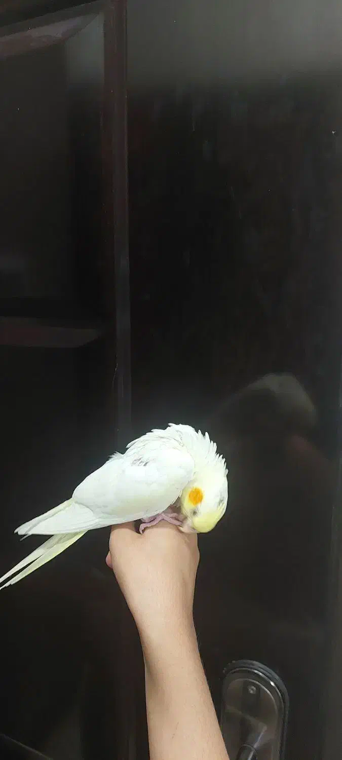 ۳ عدد عروس هلندی تازه دون خور|پرنده|کرمان, |دیوار