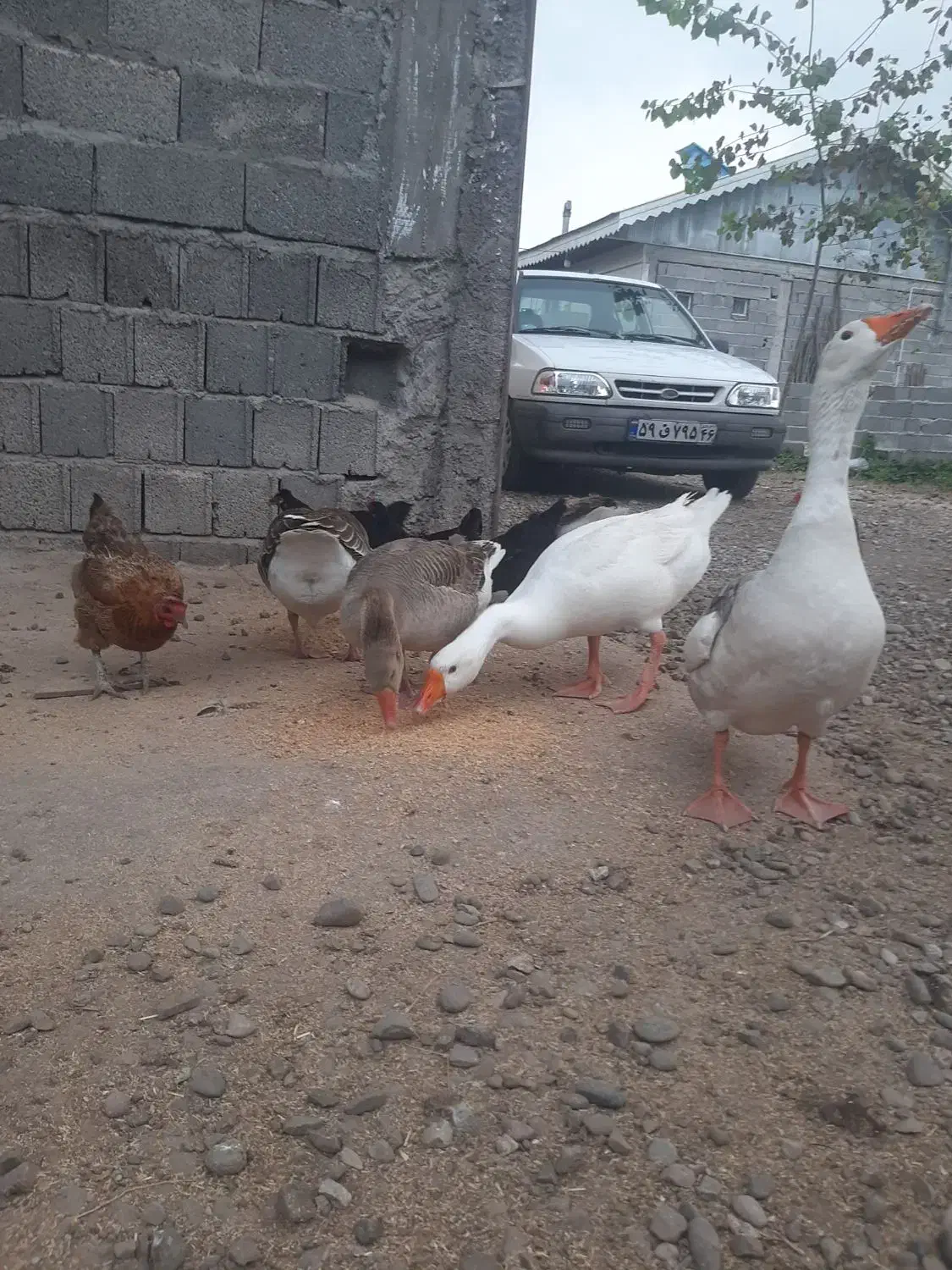 فروش غاز|حیوانات مزرعه|سنگر, |دیوار