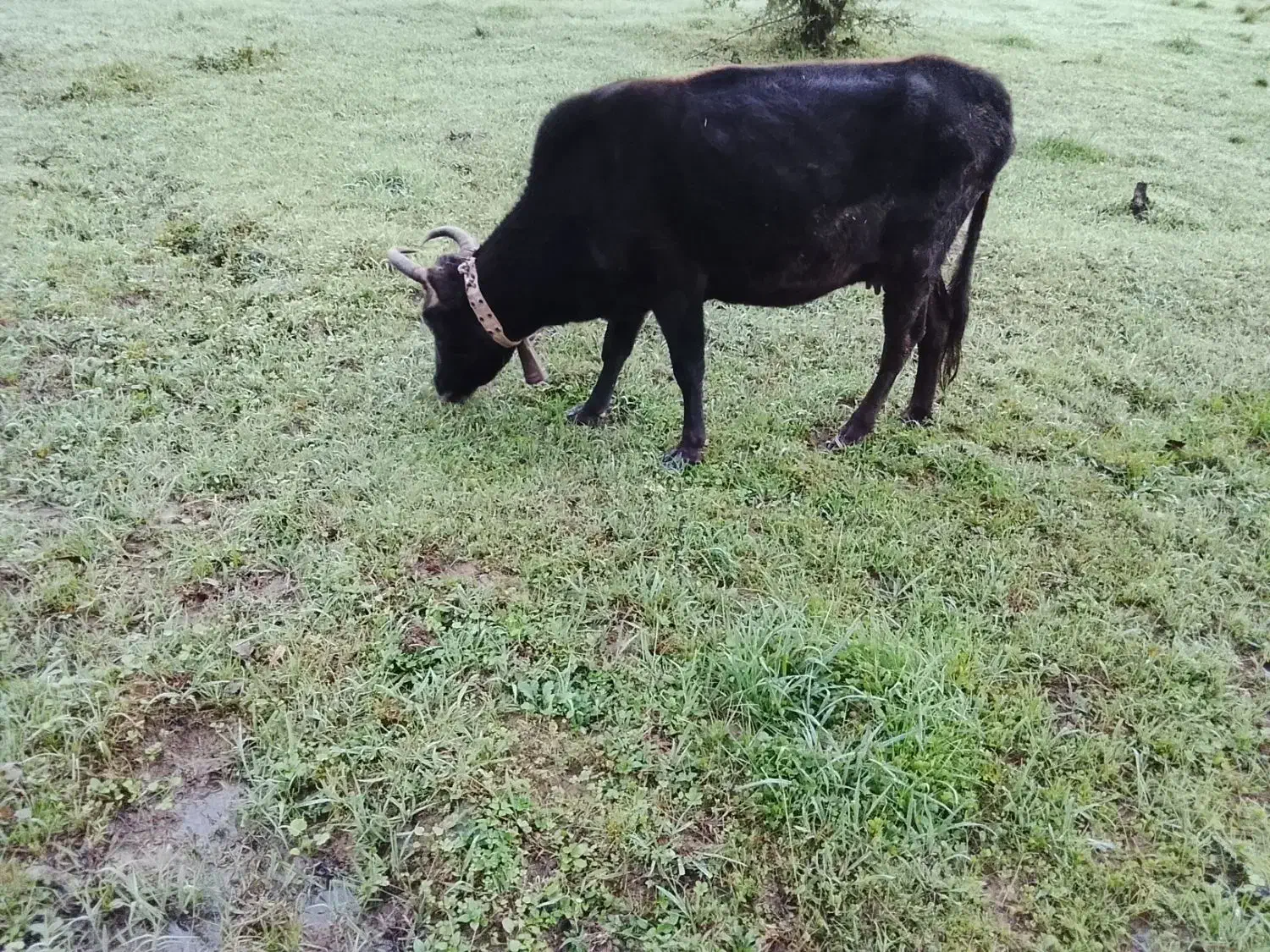 گاو محلی|حیوانات مزرعه|سنگر, |دیوار