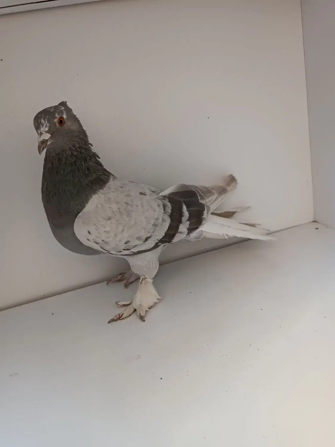 کفتر سبز دم سفید|پرنده|فردیس, شهرک ناز|دیوار