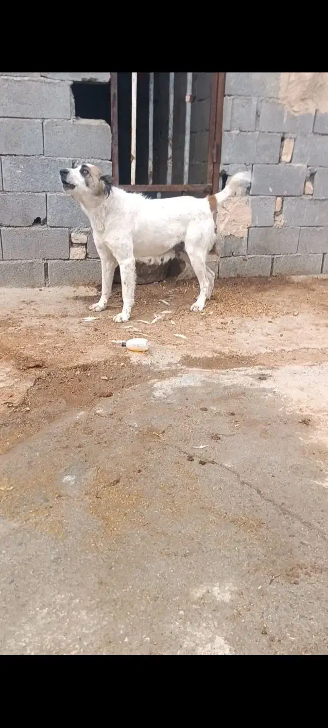 لاس خراسانی سه سال|سگ|کیار, |دیوار