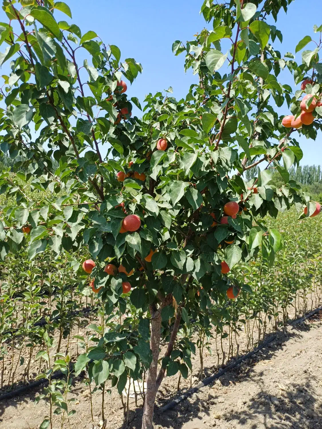 نهالستان آذرنهال|گل و گیاه طبیعی|میاندوآب, |دیوار