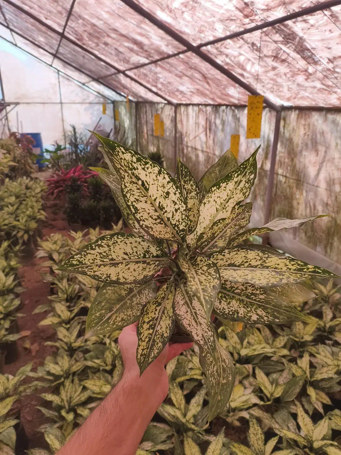 اگلونما،سطل۳،عباس آباد|گل و گیاه طبیعی|عباسآباد, |دیوار