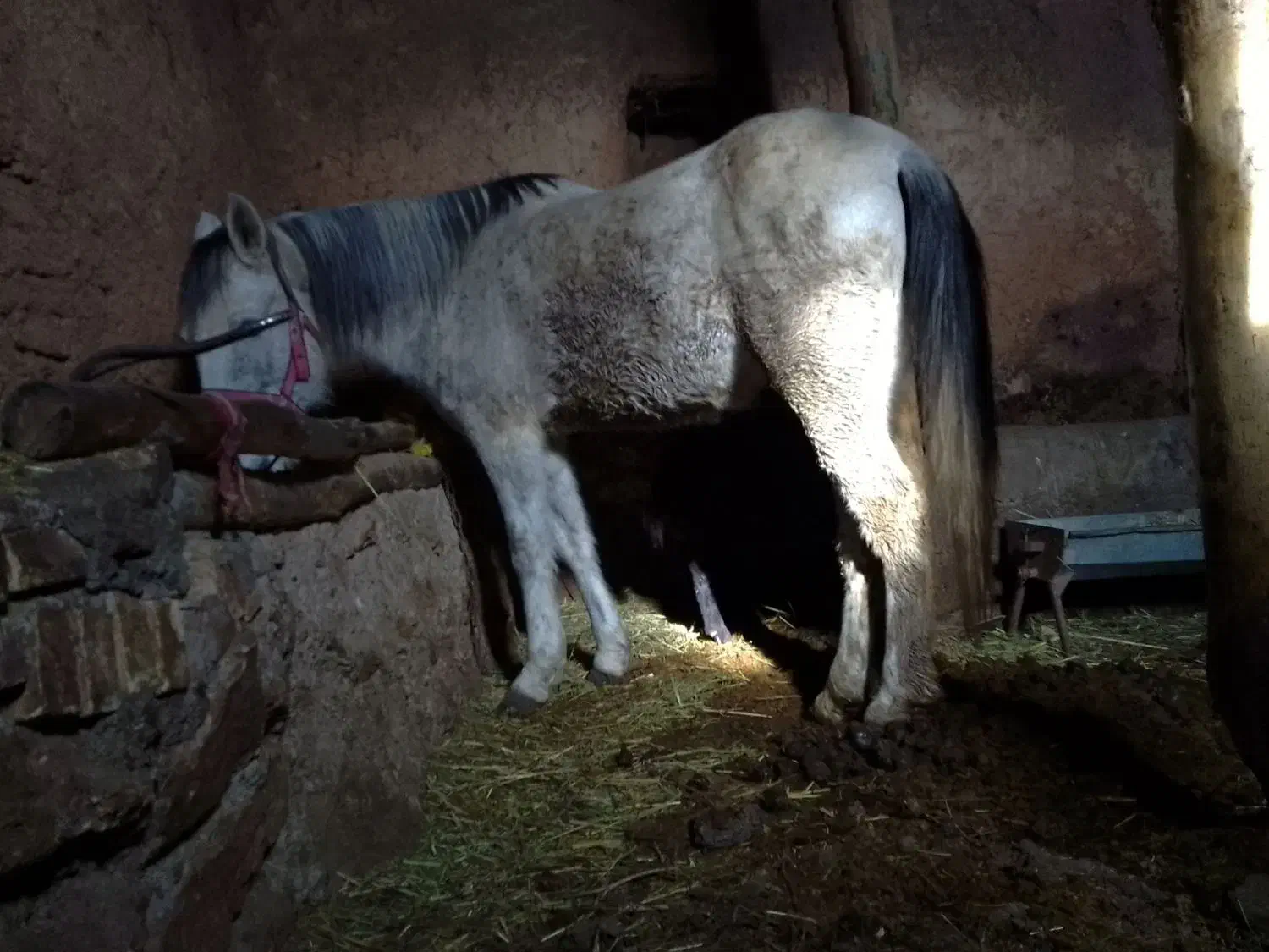 اسب ابستن|اسب و تجهیزات اسب‌سواری|تخت سلیمان, |دیوار