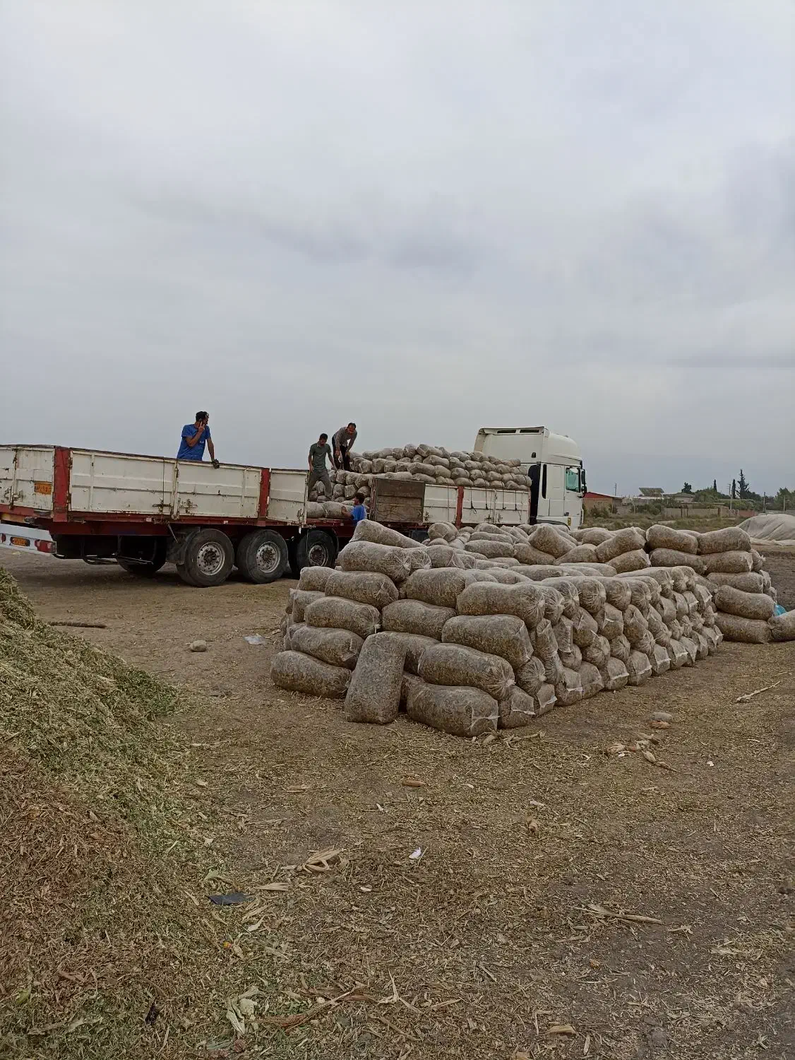 خرید و فروش ذرت علوفه ای و بسته بندی به قیمت مناسب|حیوانات مزرعه|فاضل آباد, |دیوار