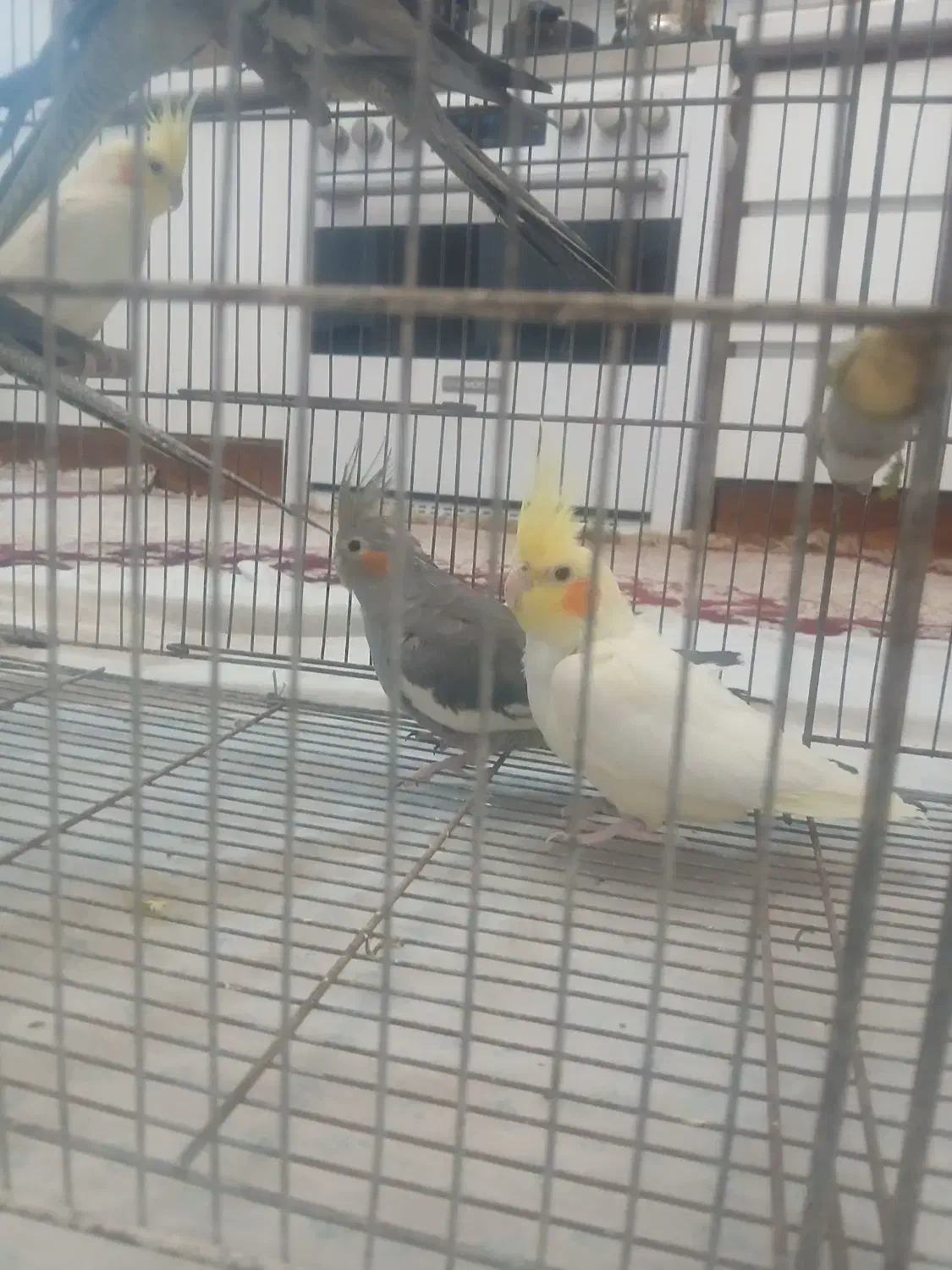 طوطی عروس|پرنده|رباط‌کریم, منجیل آباد|دیوار